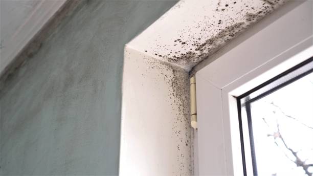 Best Mold Prevention Services  in Whetstone, AZ