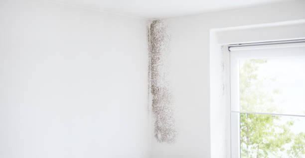 Best Mold Documentation for Insurance Claims  in Whetstone, AZ