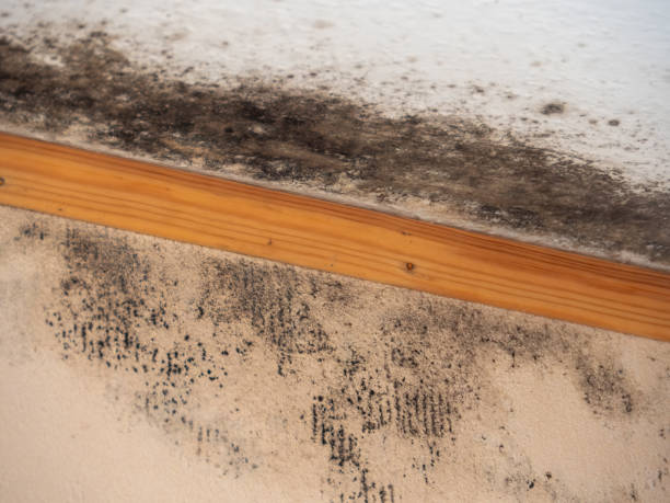  Whetstone, AZ Mold Removal Pros