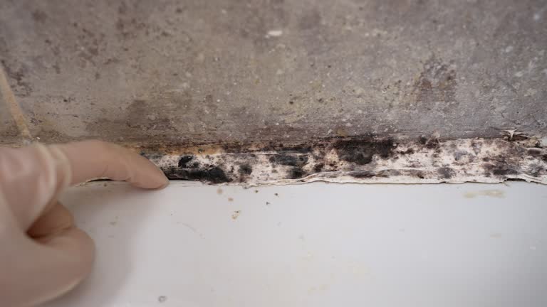 Best Dehumidification Services  in Whetstone, AZ
